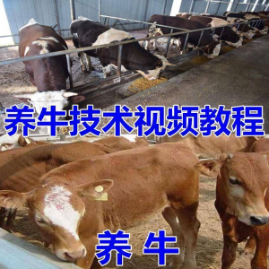 养牛养羊视频教程疾病防治挤奶牛场建设放牧饲养猪技术全套发育|淘宝虚拟仓