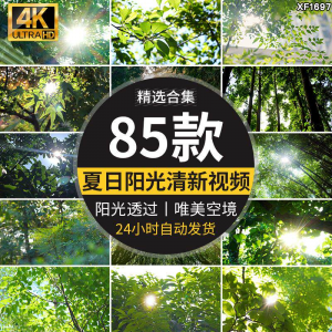 4K夏日阳光透过树叶森林空境升格大自然唯美清新绿叶实拍视频素材|淘宝虚拟仓
